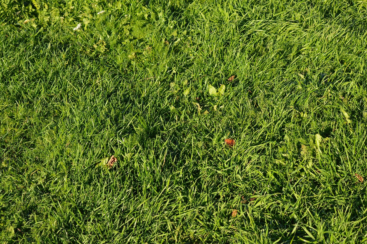 découvrez les causes courantes d'une pelouse jaunissante et nos conseils efficaces pour retrouver un gazon vert et en bonne santé toute l'année.