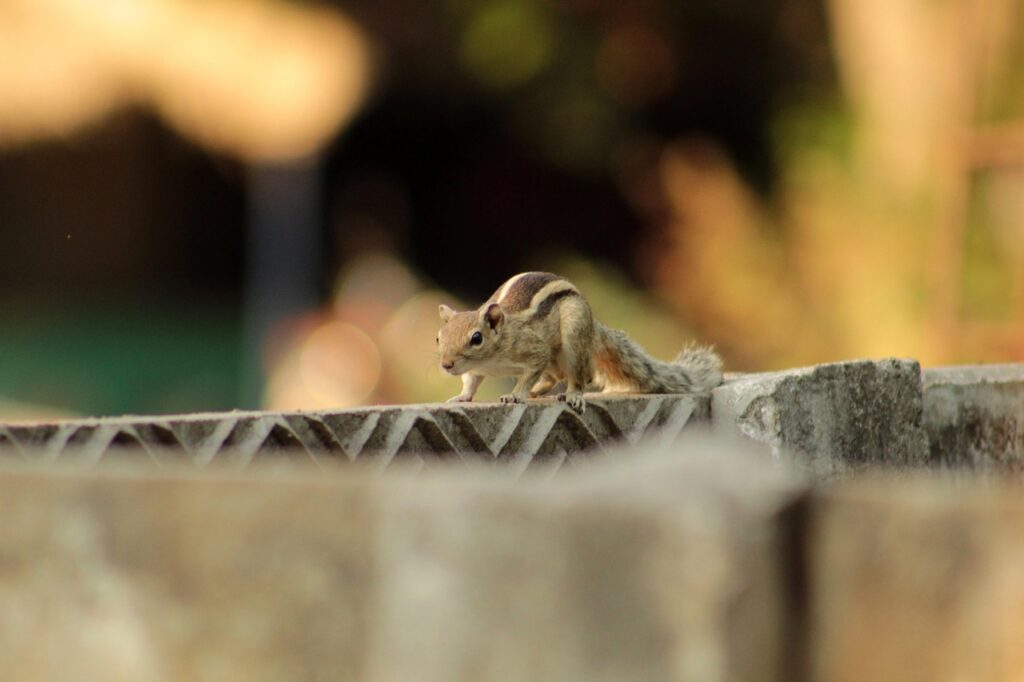 Quelle clôture choisir pour allier intimité, esthétisme et budget maîtrisé ? découvrez notre gamme de clôtures de qualité pour sécuriser et embellir votre jardin. solutions durables adaptées à tous les styles et besoins.