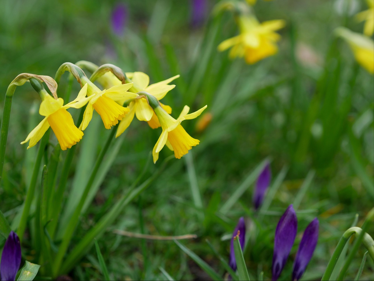 d&eacute;couvrez pourquoi votre pelouse jaunit et comment y rem&eacute;dier efficacement pour retrouver un gazon vert et en bonne sant&eacute;.